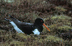 Oystercatcher