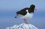 Oystercatcher