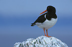 Oystercatcher