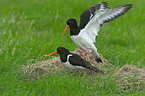 Oystercatcher