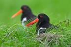 Oystercatcher