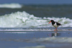 Oystercatcher