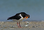 Oystercatcher