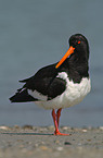 Oystercatcher