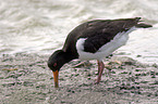 Oystercatcher