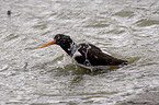 Oystercatcher