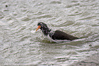 Oystercatcher