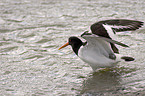 Oystercatcher