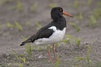 Oystercatcher