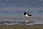 oystercatcher