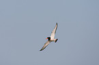 Eurasian oystercatcher