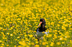 Eurasian oystercatcher