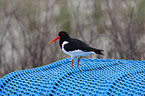 Eurasian oystercatcher