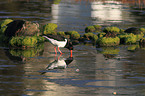 Eurasian oystercatcher