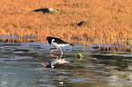 Eurasian oystercatcher