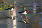 Eurasian oystercatcher