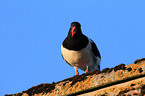 Eurasian oystercatcher