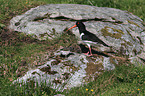 Eurasian oystercatcher