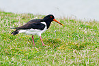 Eurasian oystercatcher