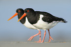 Eurasian oystercatcher