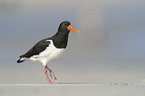 Eurasian oystercatcher