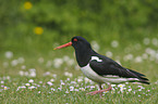 Eurasian oystercatcher