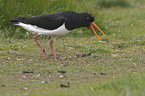 Eurasian oystercatcher