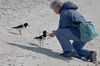 Eurasian oystercatcher