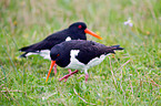 Eurasian oystercatcher