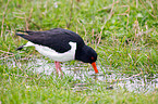 Eurasian oystercatcher