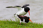 Eurasian oystercatcher