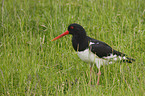 Eurasian oystercatcher