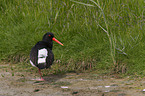 Eurasian oystercatcher