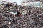 Eurasian oystercatcher