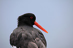 Eurasian oystercatcher