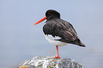 Eurasian oystercatcher