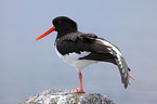 Eurasian oystercatcher