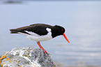 Eurasian oystercatcher