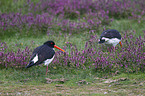 Eurasian oystercatcher