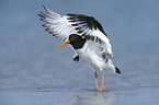 Eurasian oystercatcher