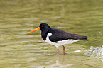 Eurasian oystercatcher