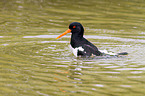 Eurasian oystercatcher