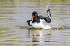 Eurasian oystercatcher