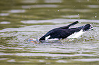 Eurasian oystercatcher