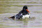 Eurasian oystercatcher