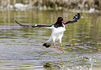 Eurasian oystercatcher