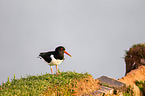 Eurasian oystercatcher