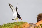 Eurasian oystercatcher