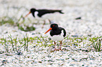 Eurasian oystercatcher