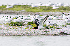 Eurasian oystercatcher